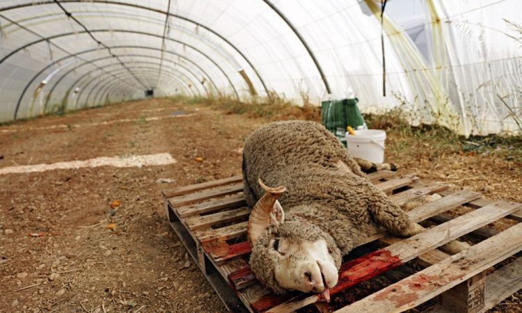 Comment dire bonne fête de l'Aïd en turc ? (Celebrity Exclusive)