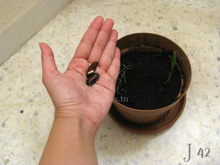 Comment faire pousser des dattes ? (Celebrity Exclusive)