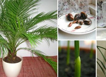 Comment faire pousser des graines de palmier ? (Celebrity Exclusive)