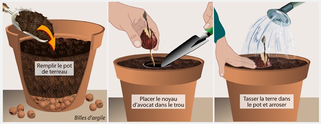 Comment planter un noyau d'avocat en terre ? (Celebrity Exclusive)