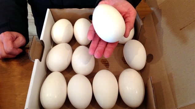 Comment sont les oeufs d'oie ? (Celebrity Exclusive)