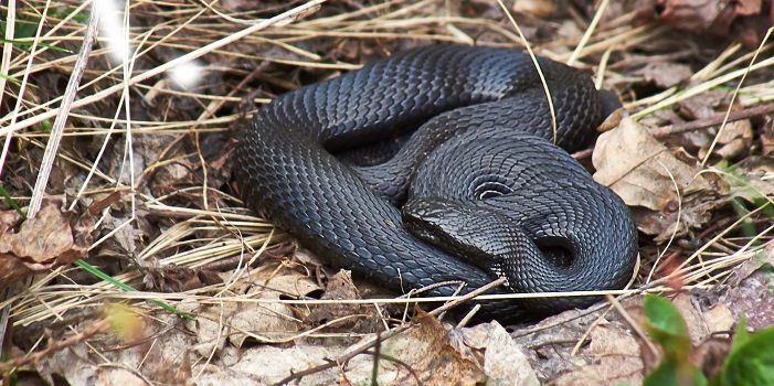 Pourquoi titre The Serpent ? (Celebrity Exclusive)