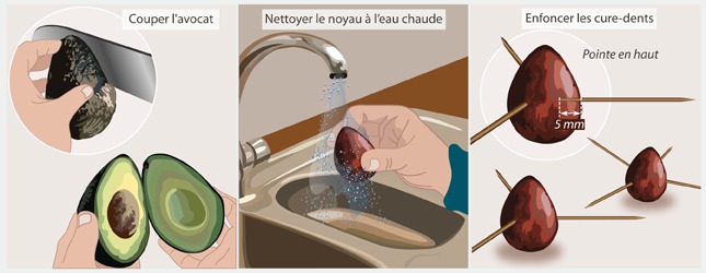 Quel climat pour faire pousser des avocats ? (Celebrity Exclusive)