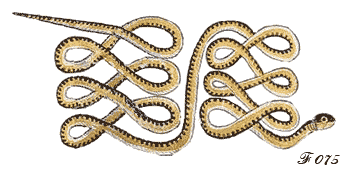 Quel est le symbole du serpent ? (Celebrity Exclusive)