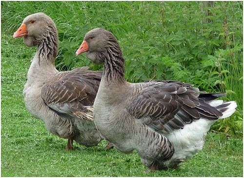 Quelle est la période de ponte des oies ? (Celebrity Exclusive)