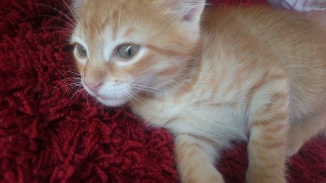 Quelle est la race de Bambi ? (Celebrity Exclusive)