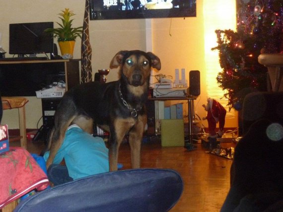 Quelle est la race du chien Snoopy ? (Celebrity Exclusive)