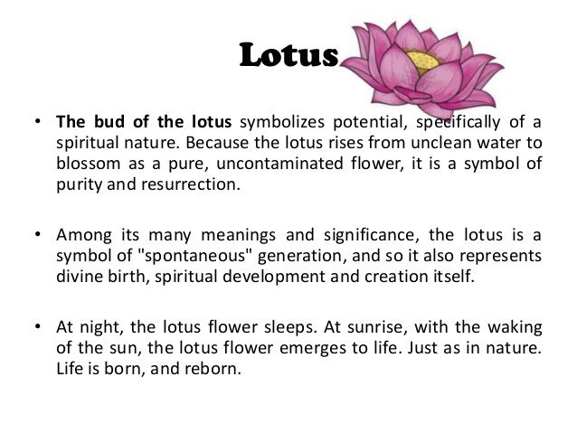 What does a lotus flower symbolize? (Celebrity Exclusive)