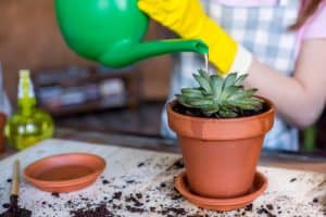 When should succulents be watered? (Celebrity Exclusive)