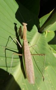 Are Mantis egos children?