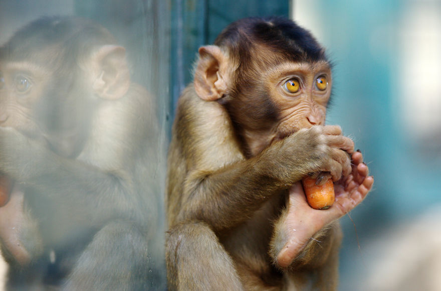 Are Xandarians like humans?