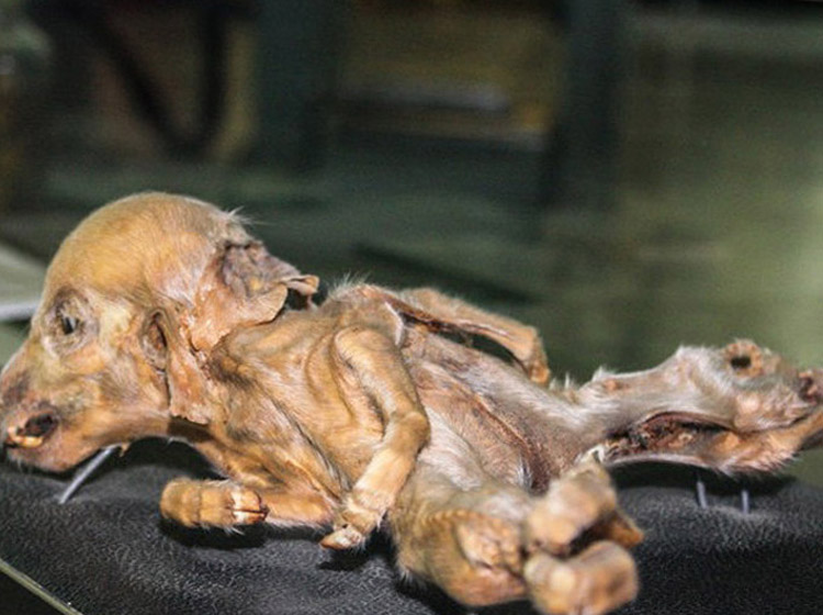 Are there mutated animals in Chernobyl?