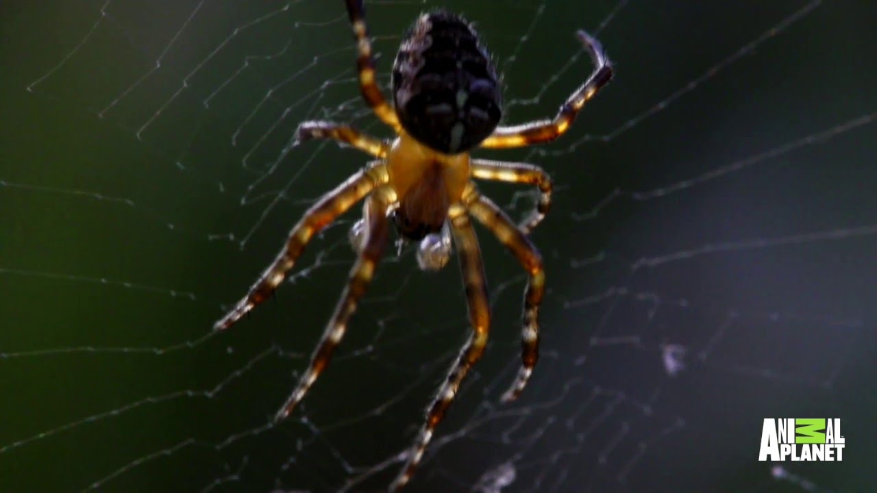 Are there spiders in Chernobyl?