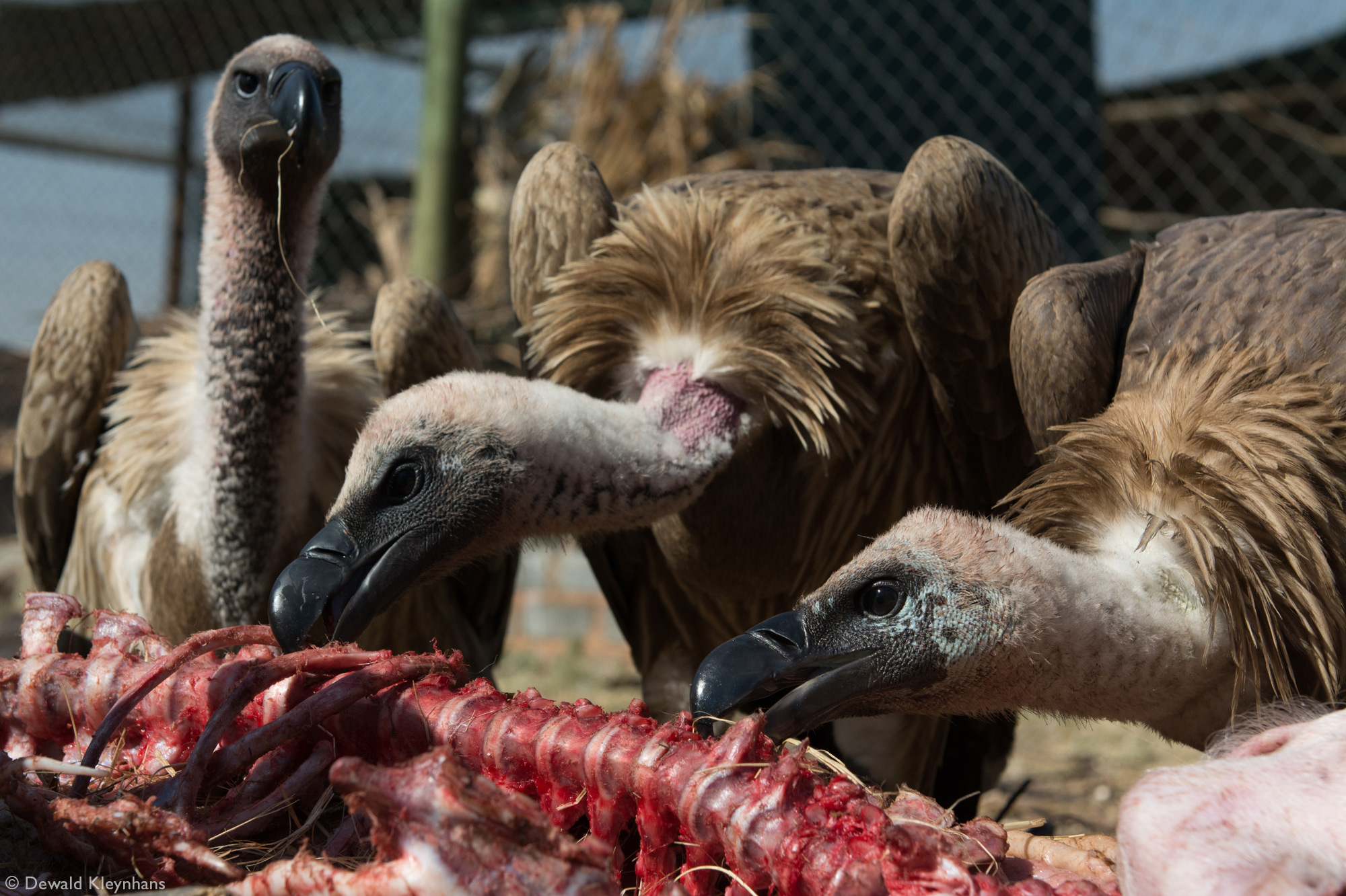 Can a human eat a vulture?