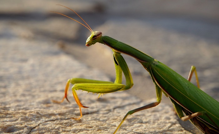 Can a praying mantis recognize you?