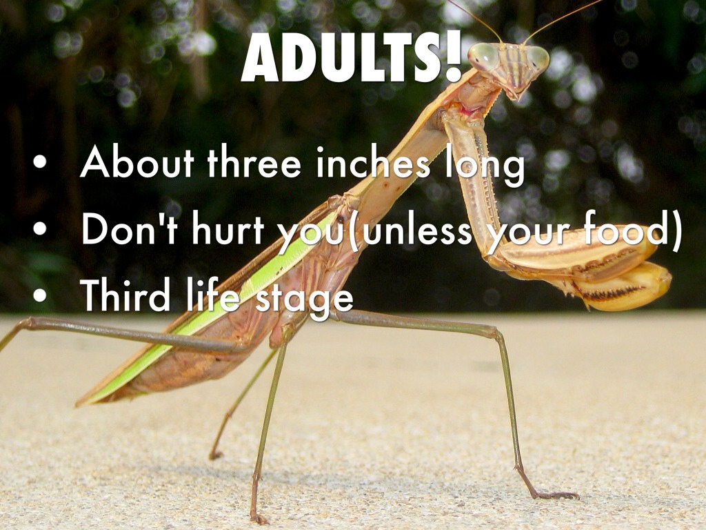 Can mantis hurt you?
