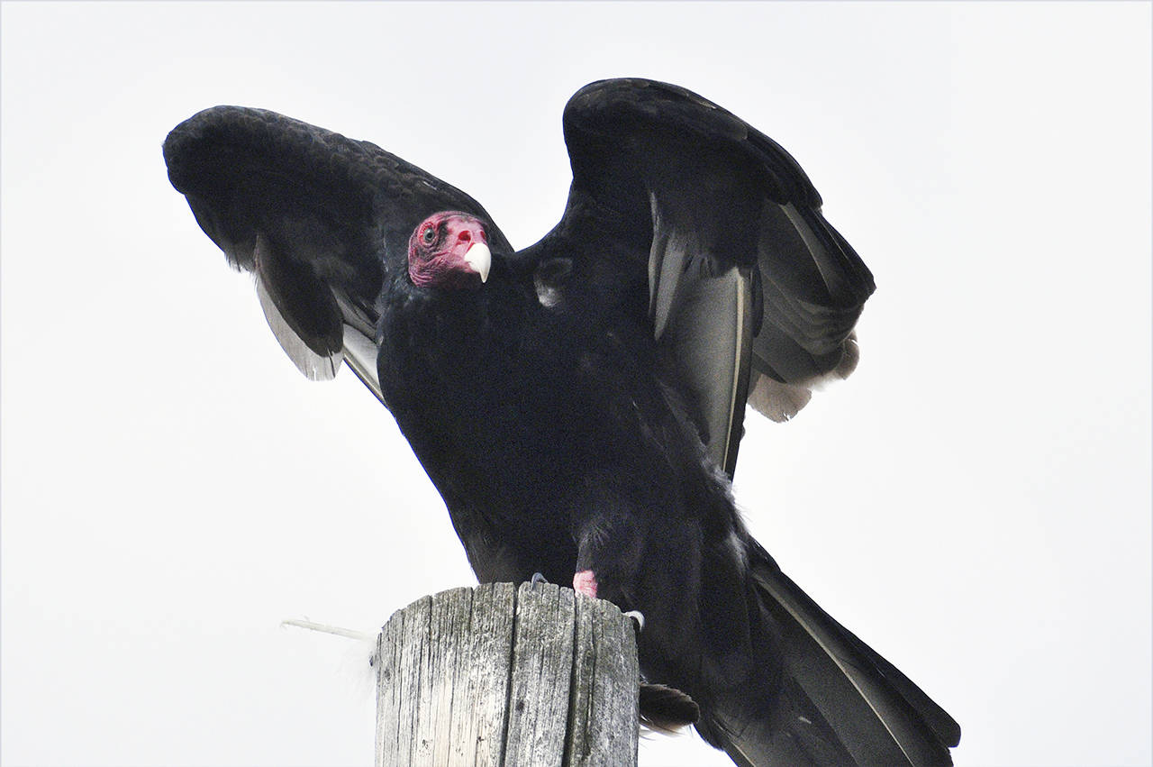 Can vultures sense death?