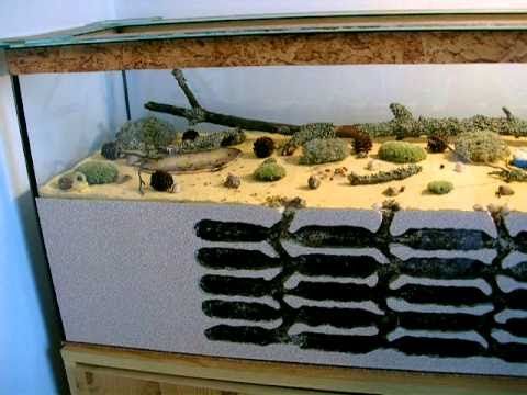 Can you keep an ant as a pet?