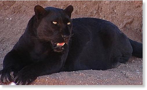 Do black panthers live in California?