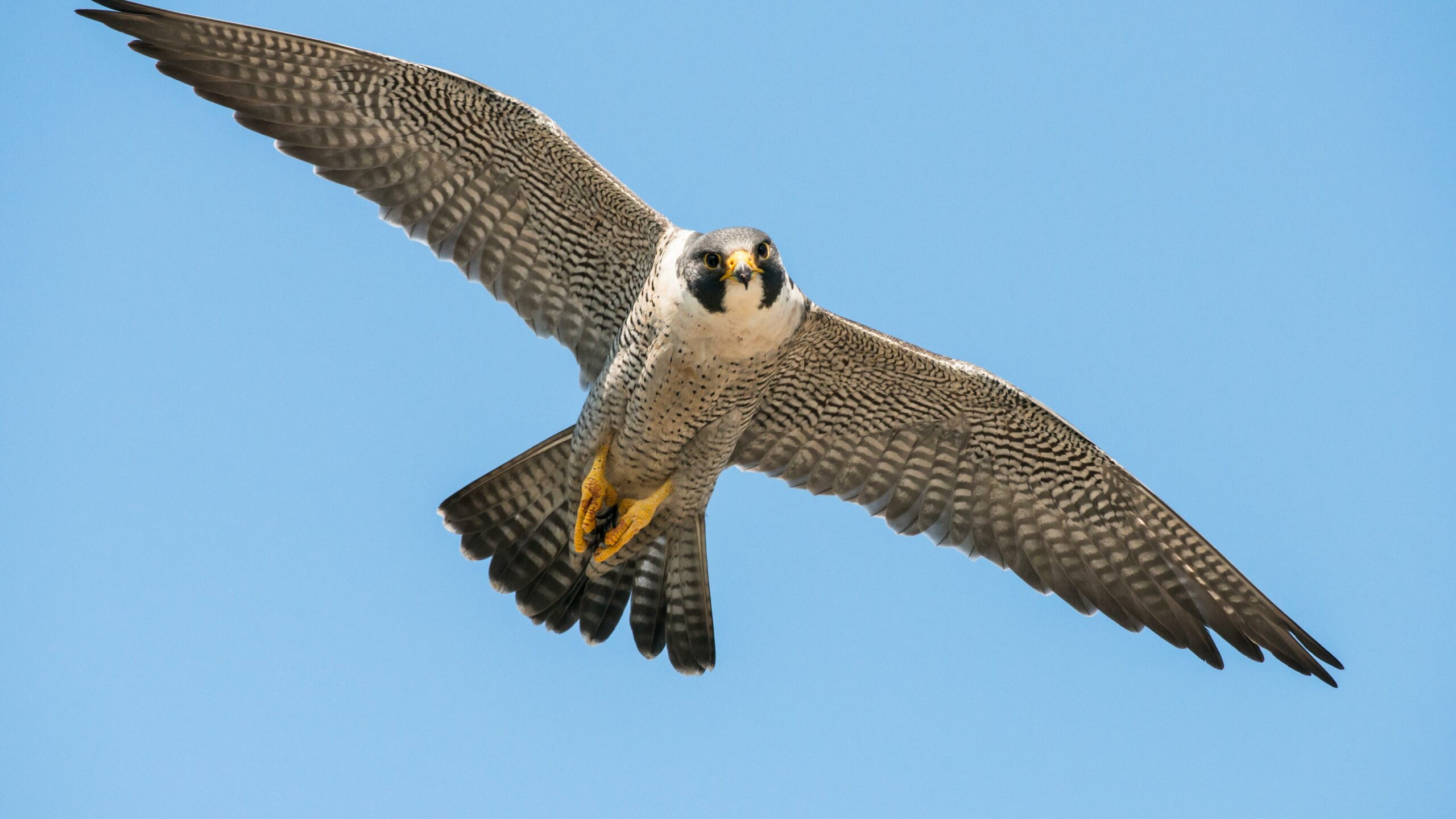 Does Falcon get his wings back?