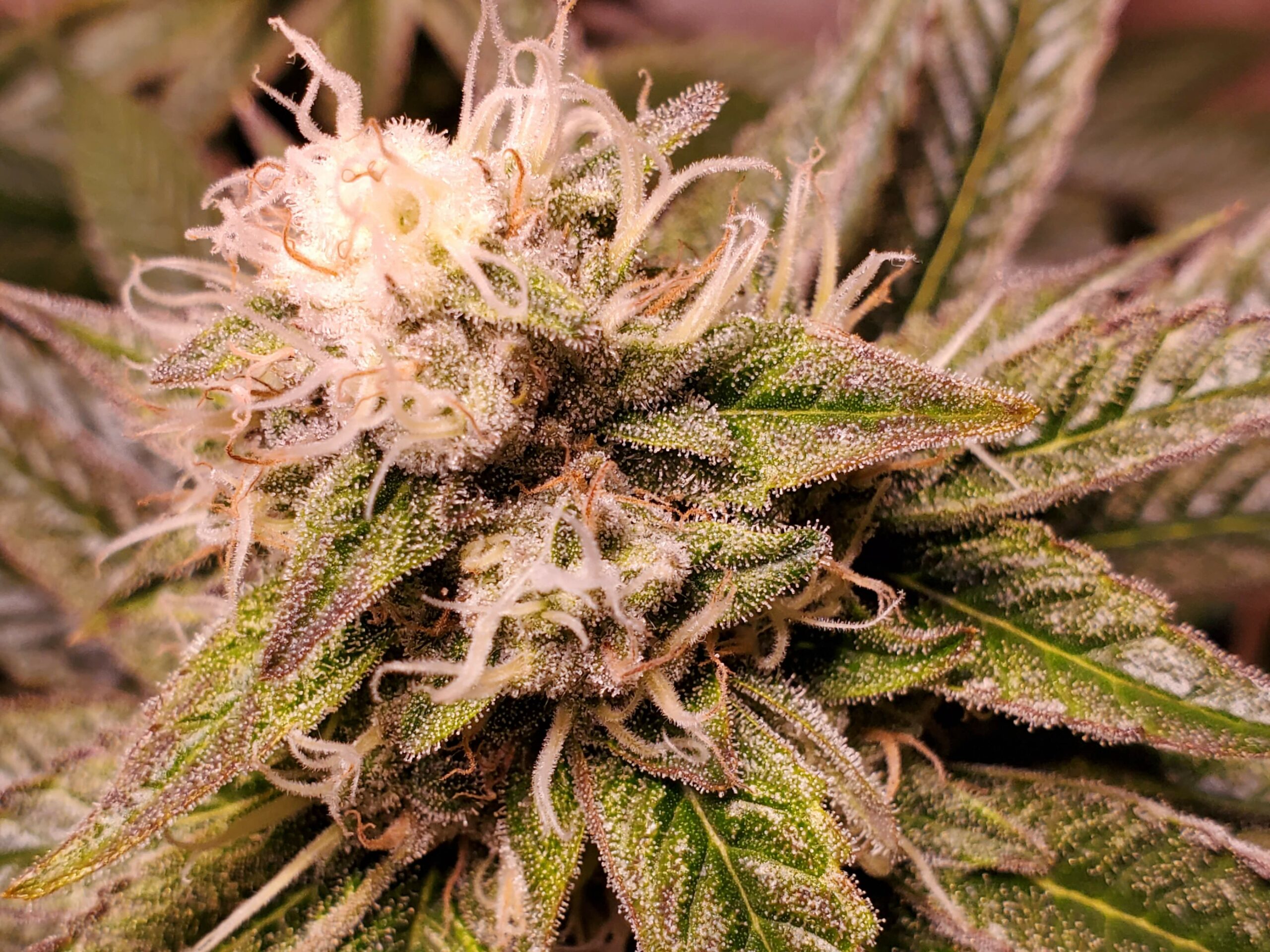 Does Hulk grow with anger?