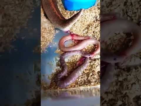 Does Loki give birth to a serpent?