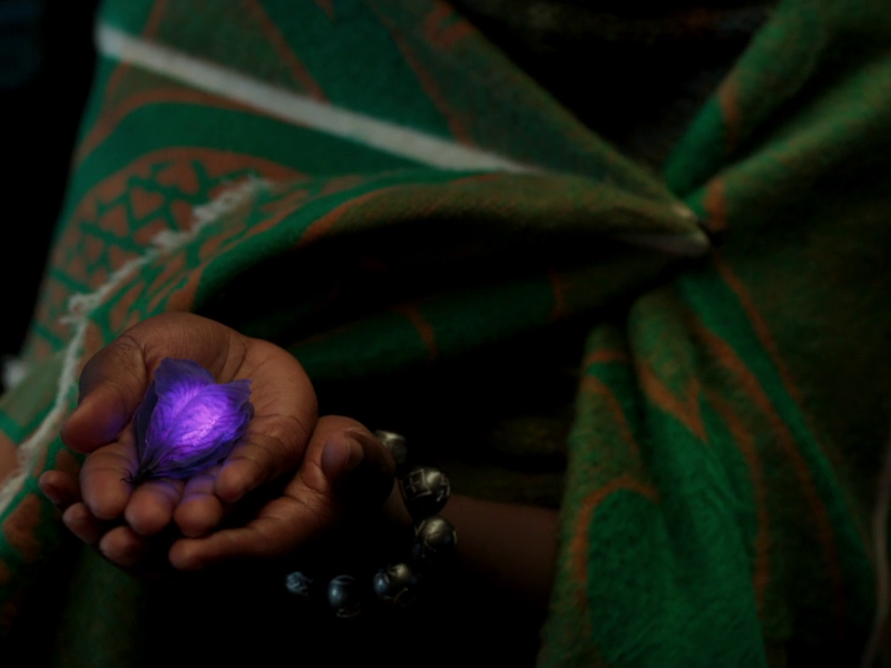 Does Wakanda still have heart-shaped herb?