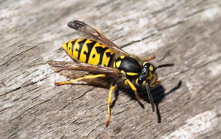 How aggressive are yellow jackets?