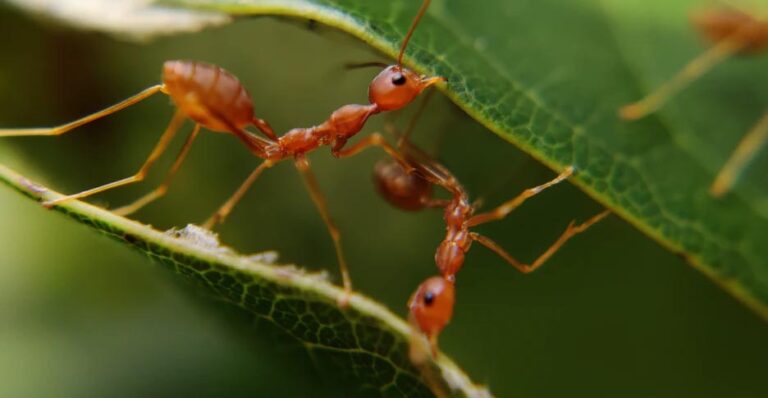 How long do ants live without food?