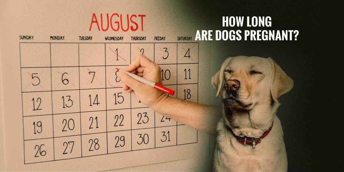 How long is an Asgardian pregnancy?