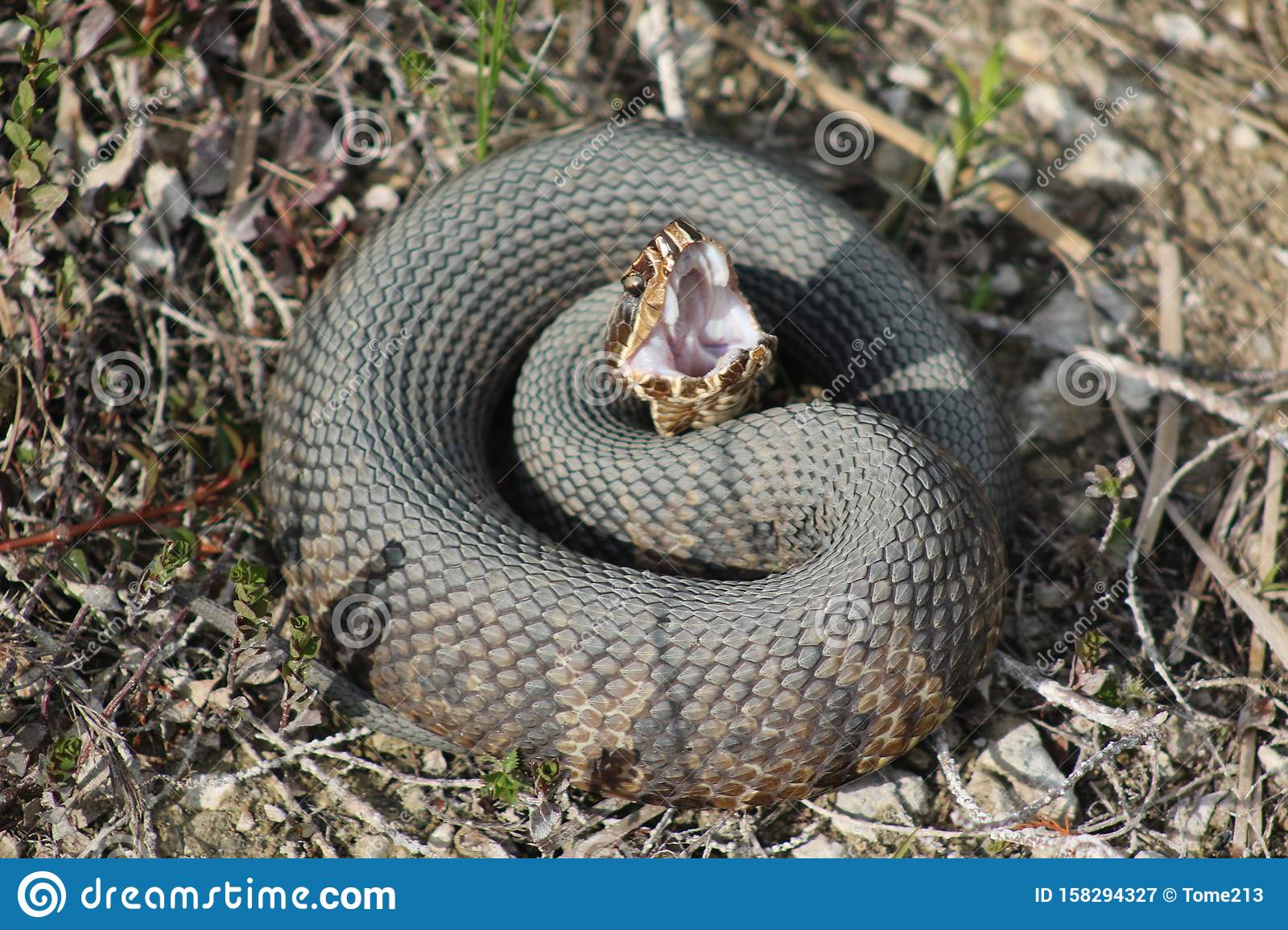 How venomous is a water moccasin?