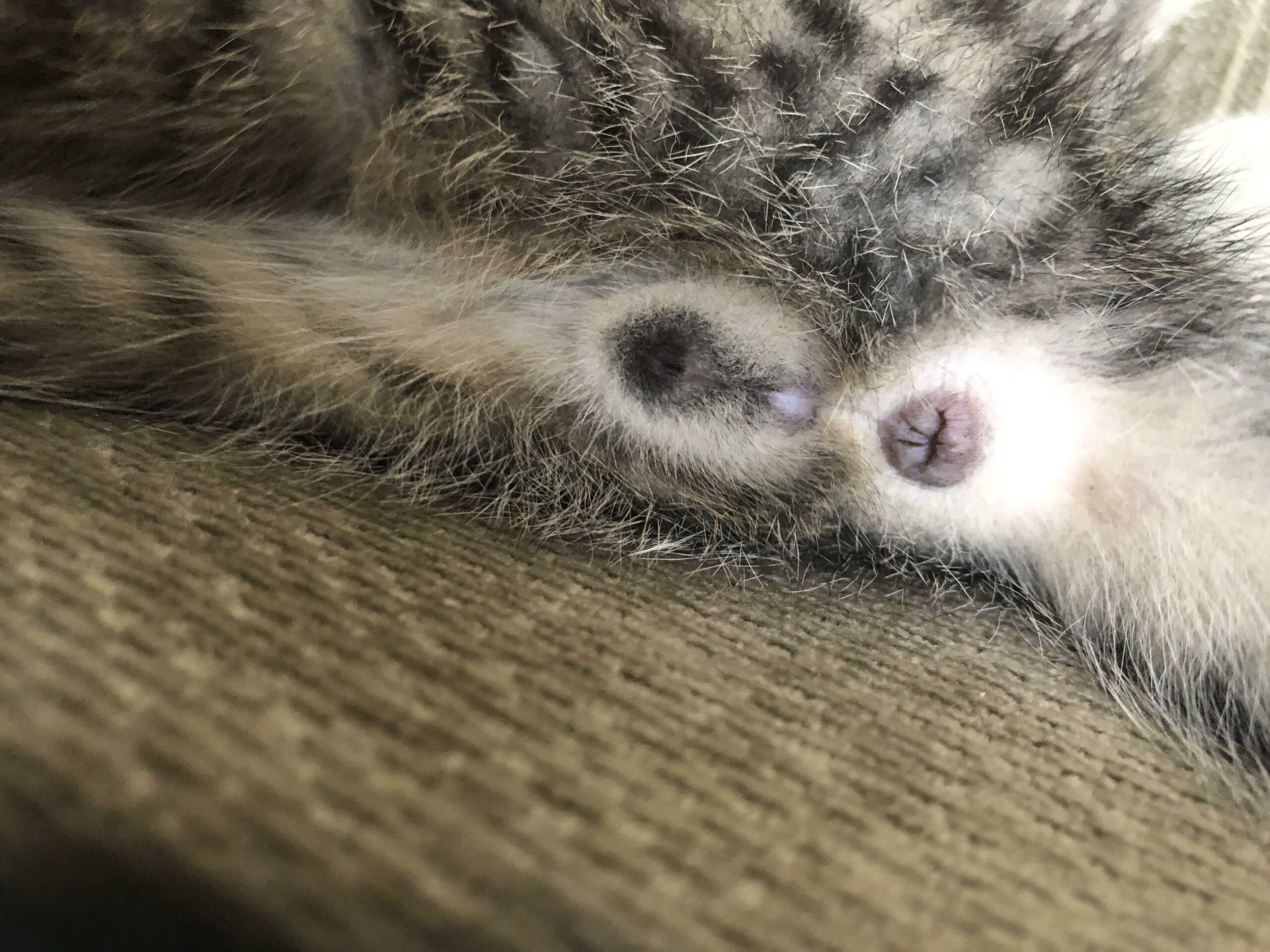 Is Bucky's cat a boy or girl?