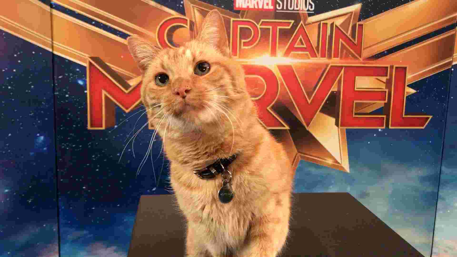 Is Goose The cat in Endgame?