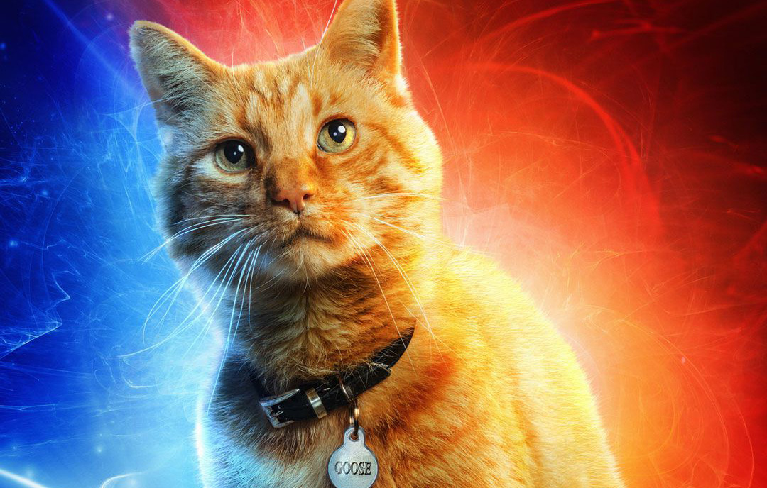 Is Goose in Captain Marvel a real cat?