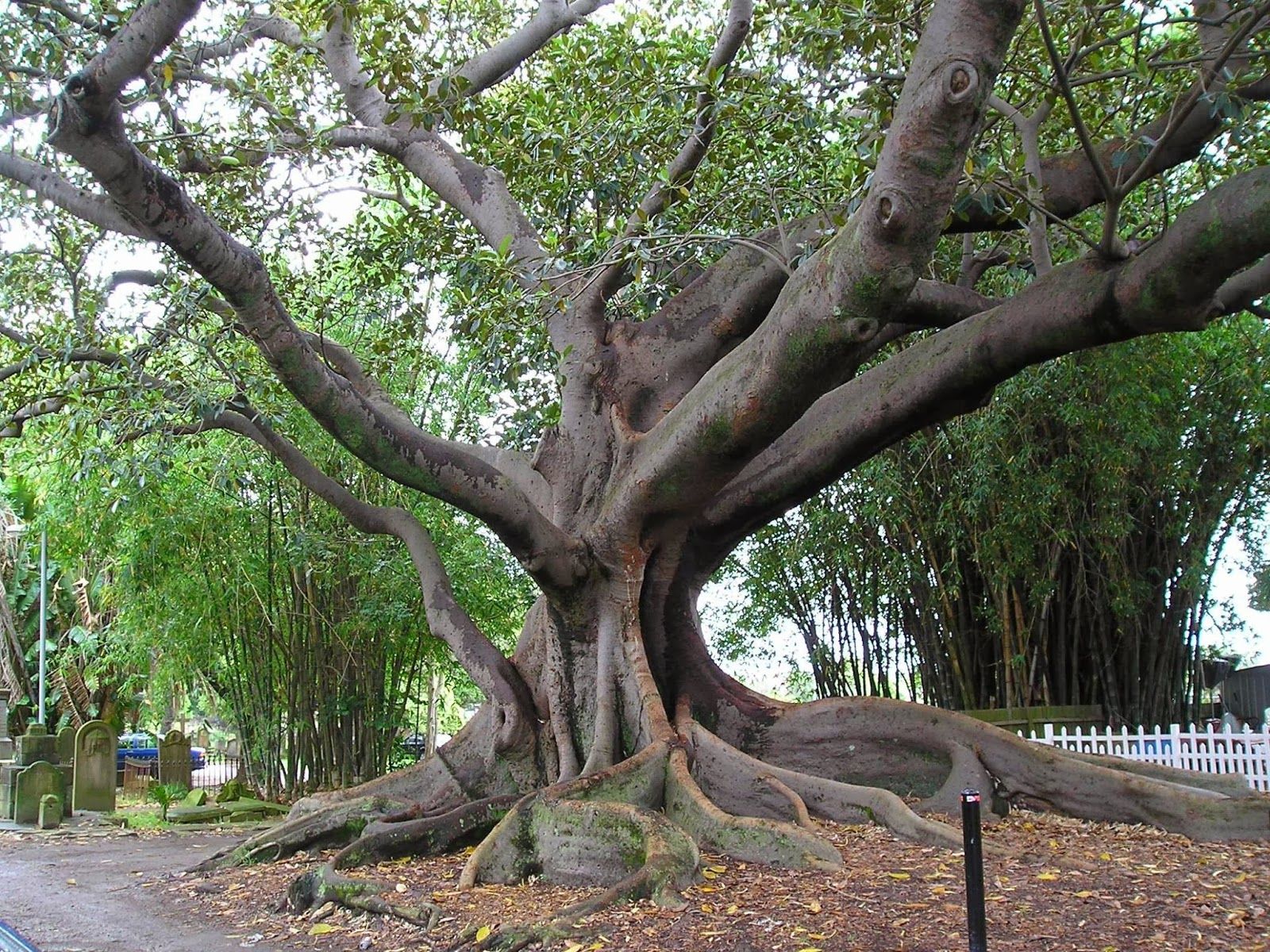 Is Groot's name tree?