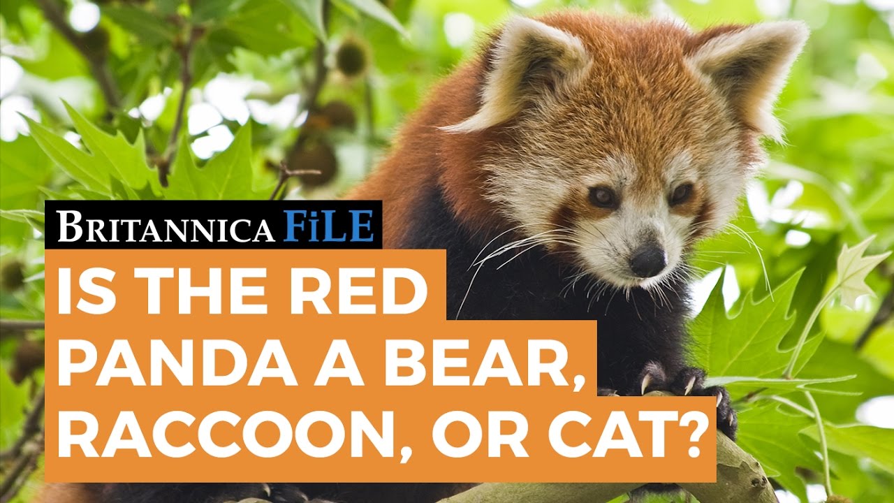 Is Rocket a raccoon or red panda?
