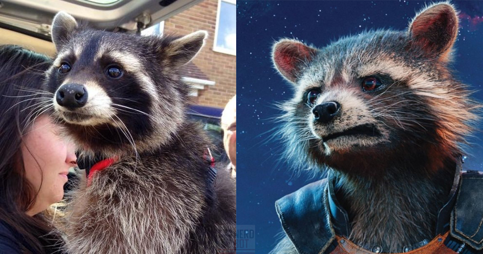 Is Rocket actually a raccoon?