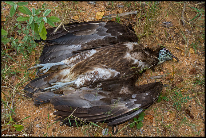 Is Vulture MJ's dad?