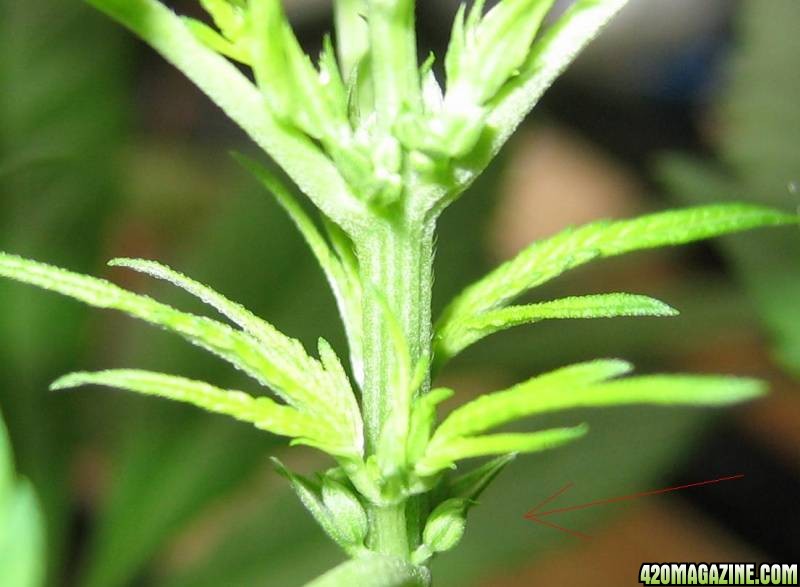 Is Xavin male or female?