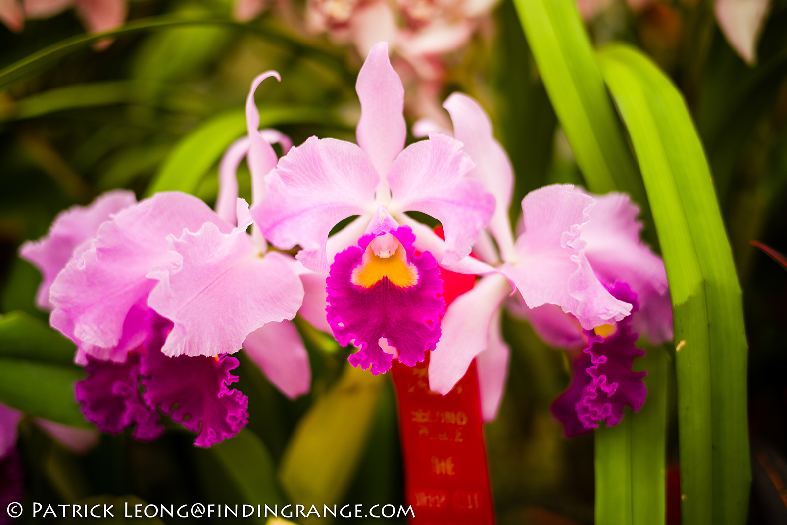 Is there an orchid society?