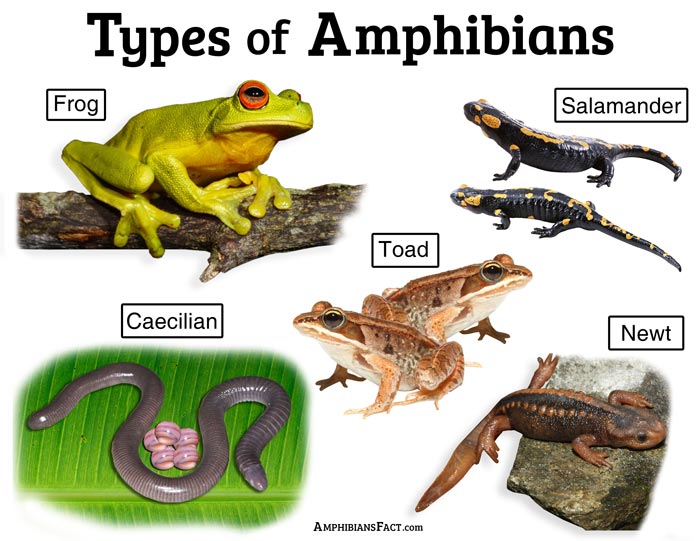 What are 5 characteristics of amphibians? - Celebrity.tn - N°1 Official