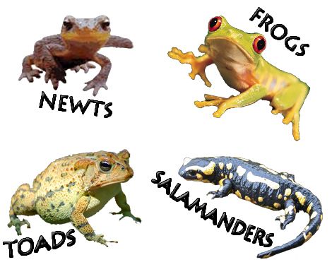 What are the 4 types of amphibians?