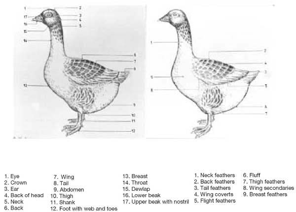 What are the characteristics of a goose?