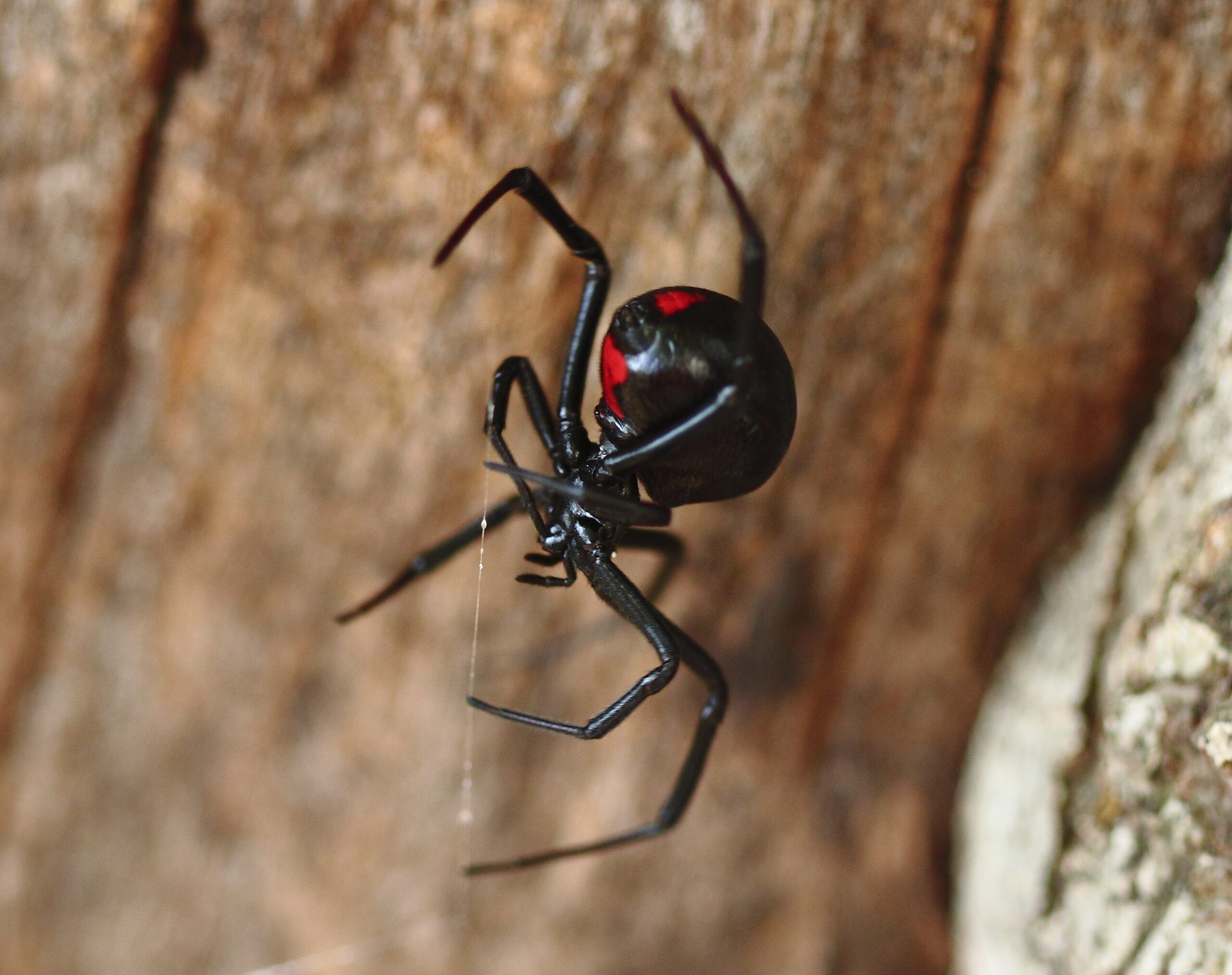 What are the things on Black Widow's wrists?