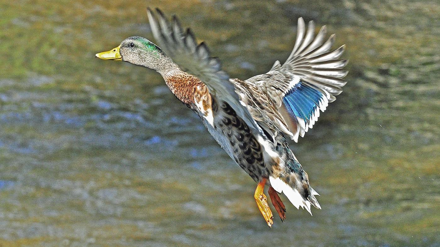 What do you call a girl duck?