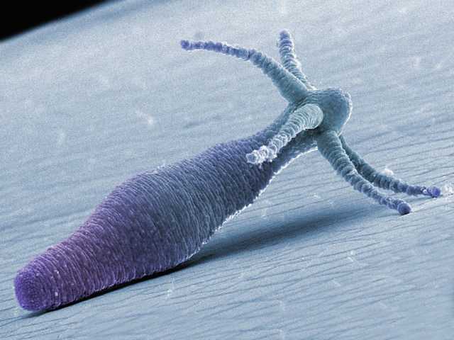 What does Hail Hydra mean in real life?