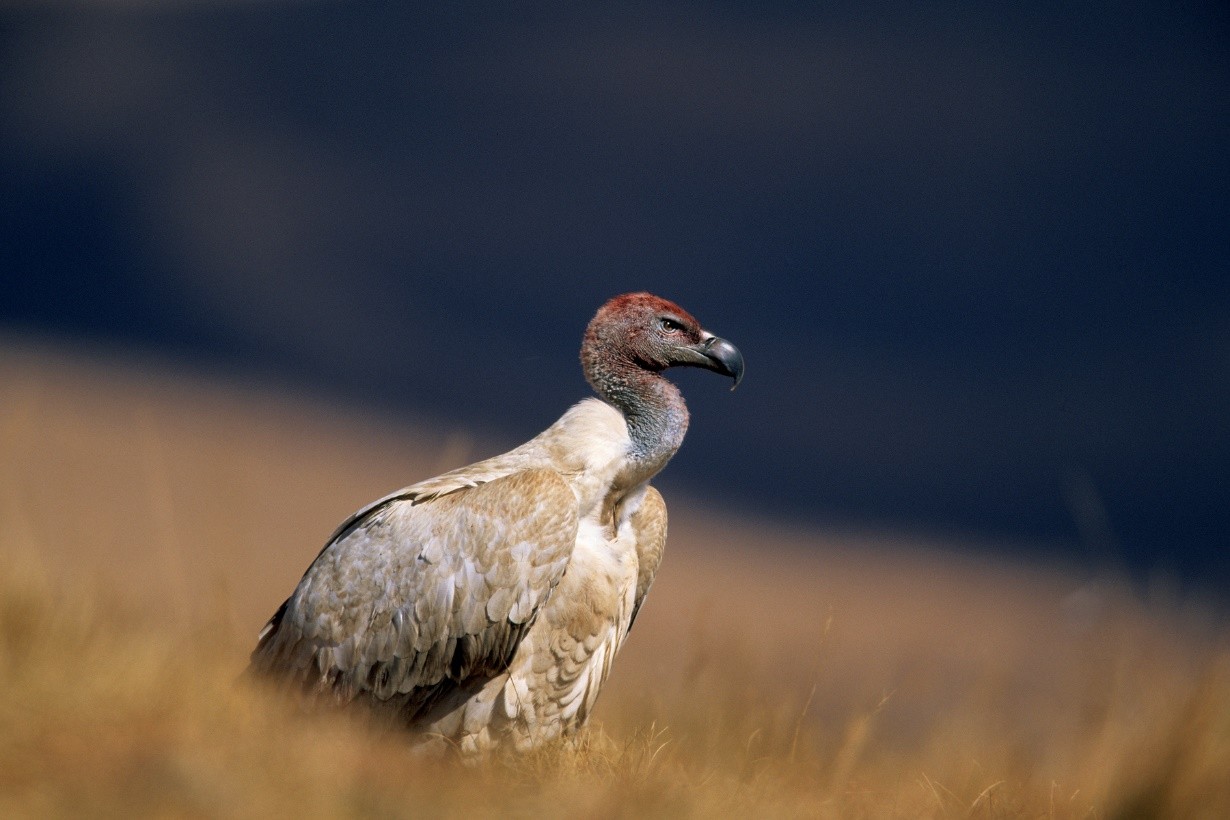 What does it mean when you see a vulture?