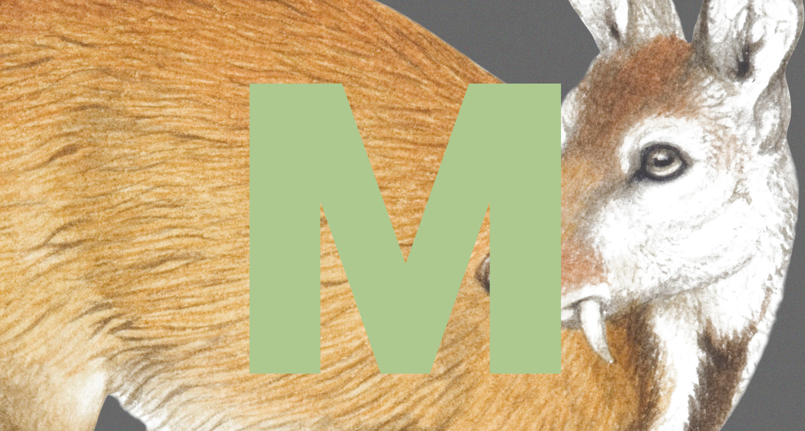 What does musk mean in men?