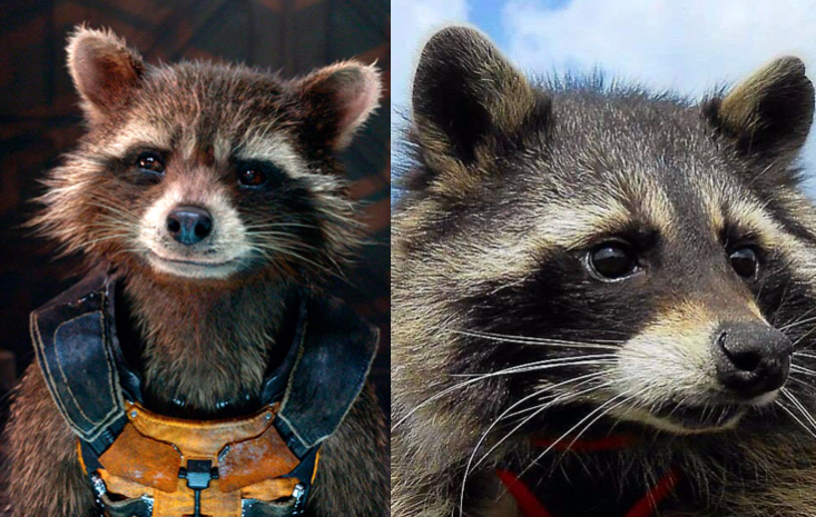 What is Rocket Raccoon real name?