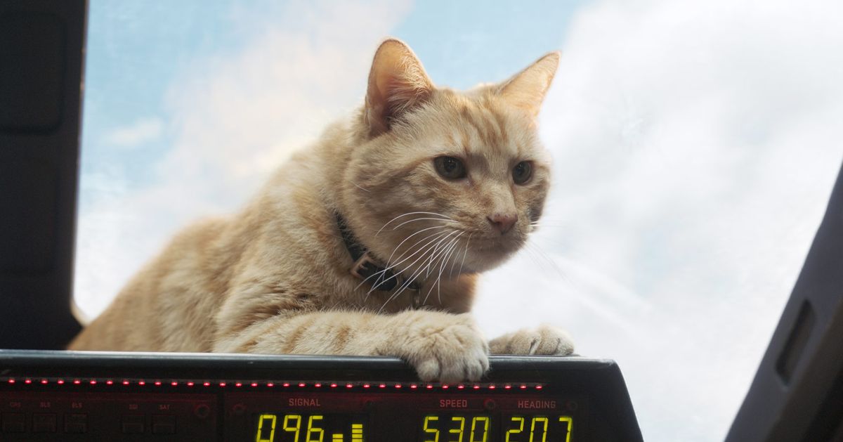 What is a Flerken cat?